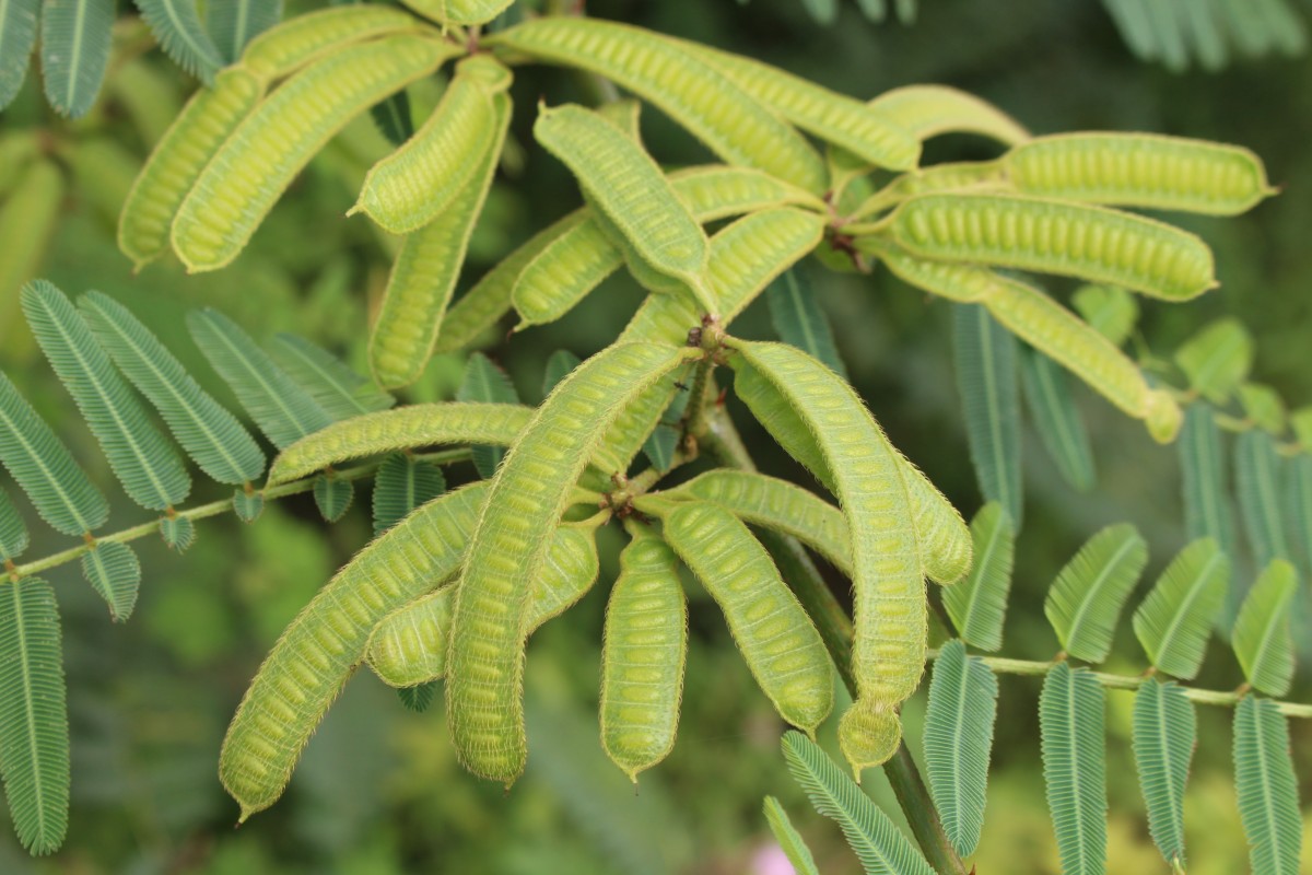 Mimosa pigra L.